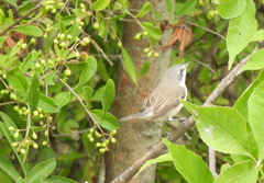 Curruca curruca