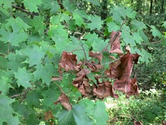 Neoprociphilus aceris