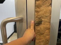 Hyla versicolor