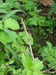 Orthetrum sabina
