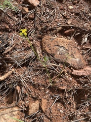 Cymopterus