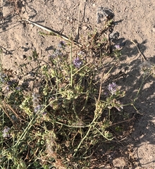 Medicago sativa