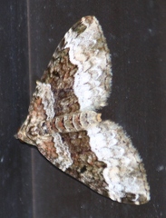 Euphyia intermediata