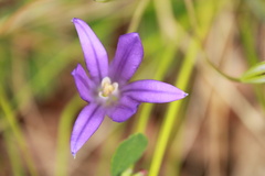 Brodiaea coronaria