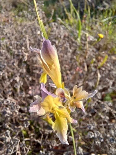 Image of Gladiolus venustus by (c) Danie Palm, some rights reserved (CC BY)