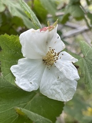 Rubus neomexicanus