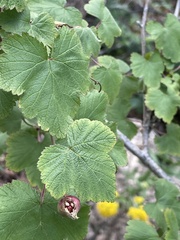 Rubus neomexicanus