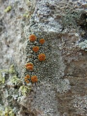 Athallia pyracea