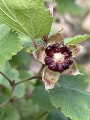 Rubus neomexicanus