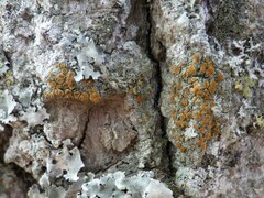 Athallia pyracea