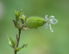 Silene latifolia alba