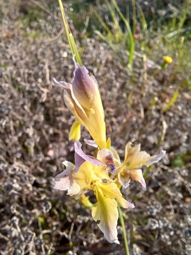 Image of Purple Kalkoentjie (Gladiolus venustus) by (c) Danie Palm, some rights reserved (CC BY)