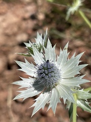 Eryngium lemmonii