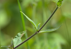 Silene latifolia alba