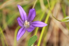 Brodiaea coronaria