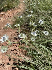 Eryngium lemmonii