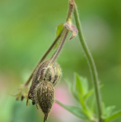 Silene latifolia alba