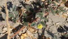 Tribulus terrestris