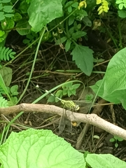 Orthetrum sabina