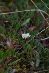 Dryas