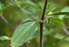Silene latifolia alba