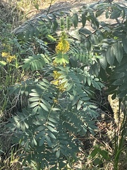 Senna hebecarpa