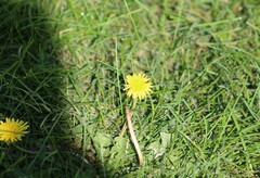 Taraxacum officinale