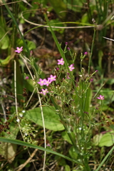 Centaurium pulchellum