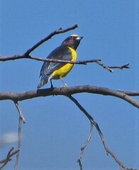 Euphonia chlorotica