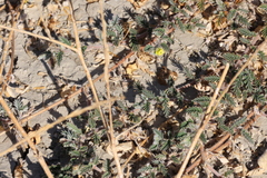 Tribulus terrestris
