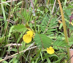 Chamaecrista nictitans