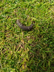 Insecta