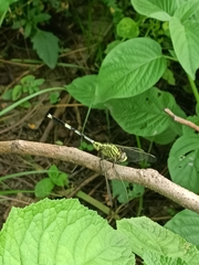 Orthetrum sabina