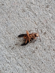 Fuscopolistes