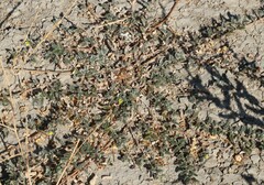 Tribulus terrestris