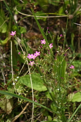 Centaurium pulchellum