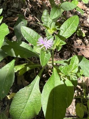 Elephantopus carolinianus