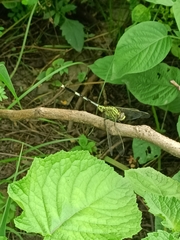 Orthetrum sabina