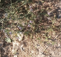 Medicago sativa