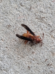 Fuscopolistes