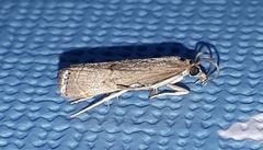 Parapediasia teterrellus