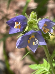 Polemonium foliosissimum