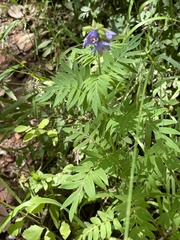 Polemonium foliosissimum