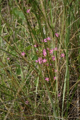 Centaurium pulchellum