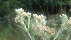 Pseudognaphalium undulatum