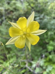 Aquilegia chrysantha