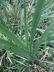 Cladium mariscus