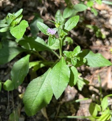 Elephantopus carolinianus