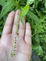 Persicaria punctata