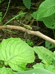 Orthetrum sabina
